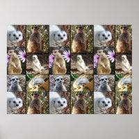 Photo de Meerkat Collage Valeur Poster murale