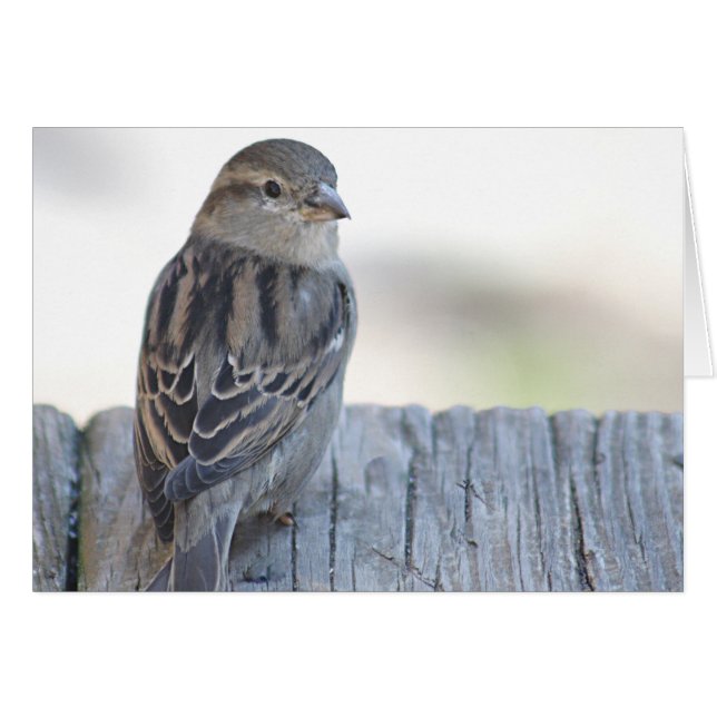 Photo de moineau (Devant horizontal)