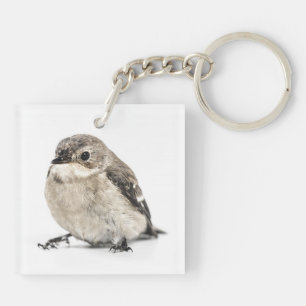 Photo de petit oiseau brun de jardin