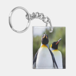 Photo de pingouins roi Fiers