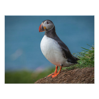 PHOTO DE PUFFIN ISLANDE