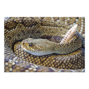 Photo de serpent à sonnette