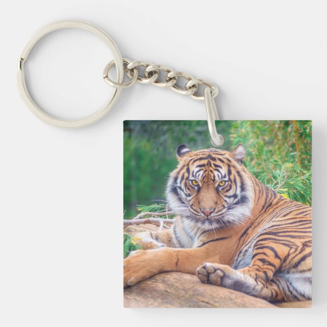 Photo de tigre étonnante (Devant)