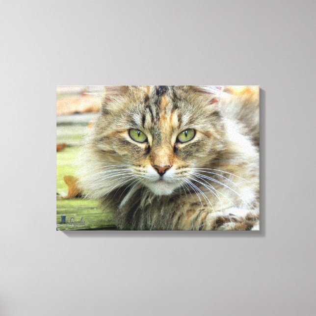 Photo de toile Brown à laine de chat enveloppée (Recto)