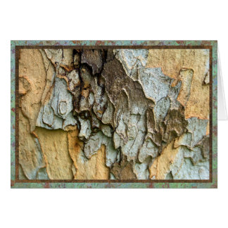 Photo d'écorce d'arbre de sycomore
