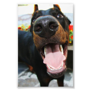 Photo Doberman
