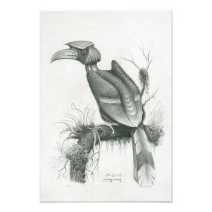 Photo d'oiseau cambodgien de calao par Vannak Prum