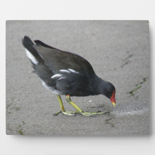 Photo Drôle Moorhen prendre la bow Plaque