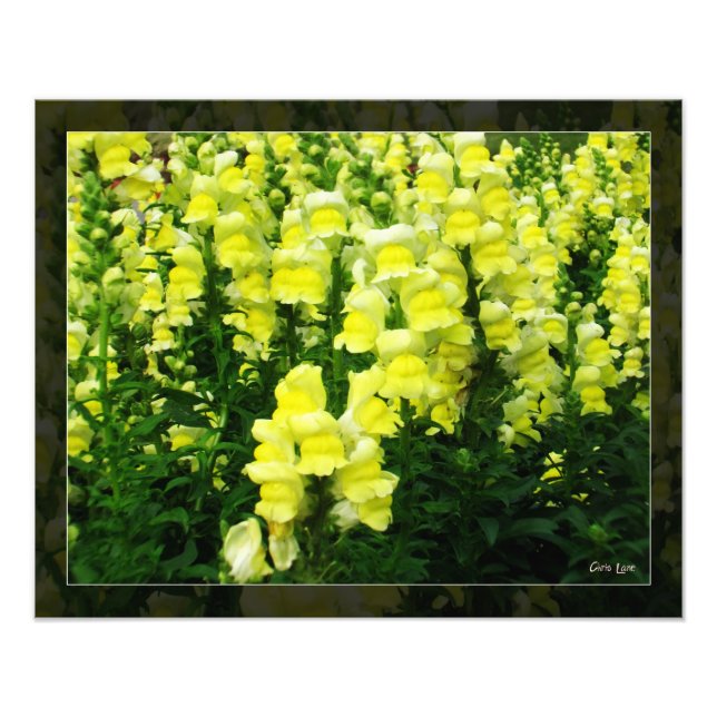 Photo du champ Snapdragon Jaune (Devant)