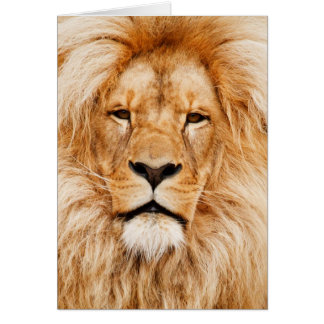 Photo du visage du lion