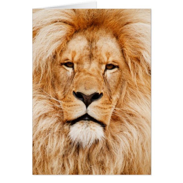 Photo du visage du lion (Devant)