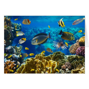 Photo d'un poisson tropical sur un récif coralien