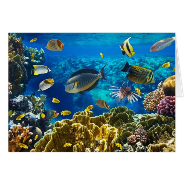 Photo d'un poisson tropical sur un récif coralien (Devant horizontal)
