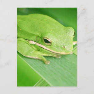Photo d'une carte postale de grenouille à arbre