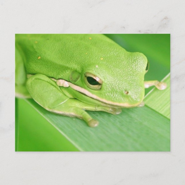 Photo d'une carte postale de grenouille à arbre (Devant)