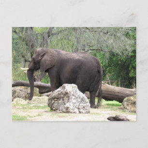 Photo d'une carte postale d'éléphant africain