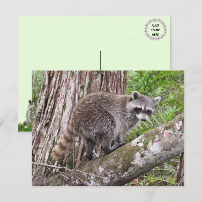 Photo d'une carte postale Raccoon de recherche de  (Devant / Derrière)