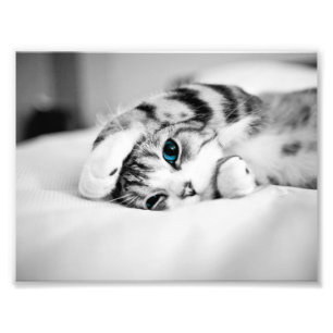 Photo en noir et blanc d'un chat