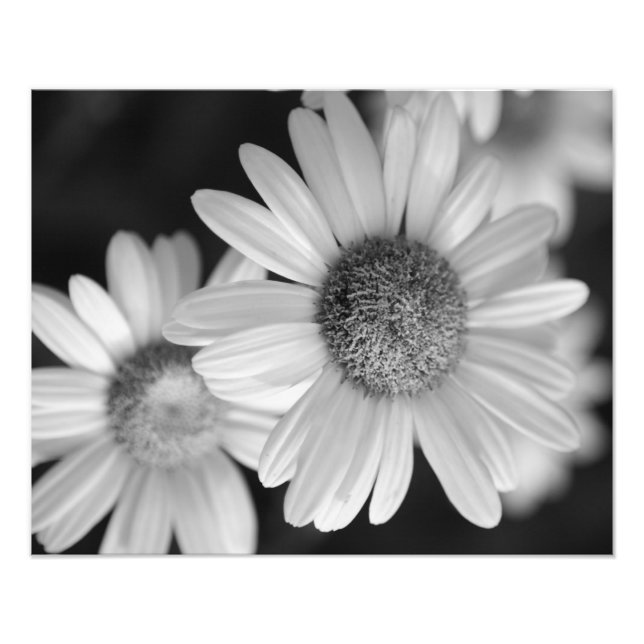 Photo en noir et blanc d'une fleur (Devant)