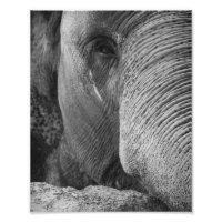 Photo Face de l'éléphant asiatique