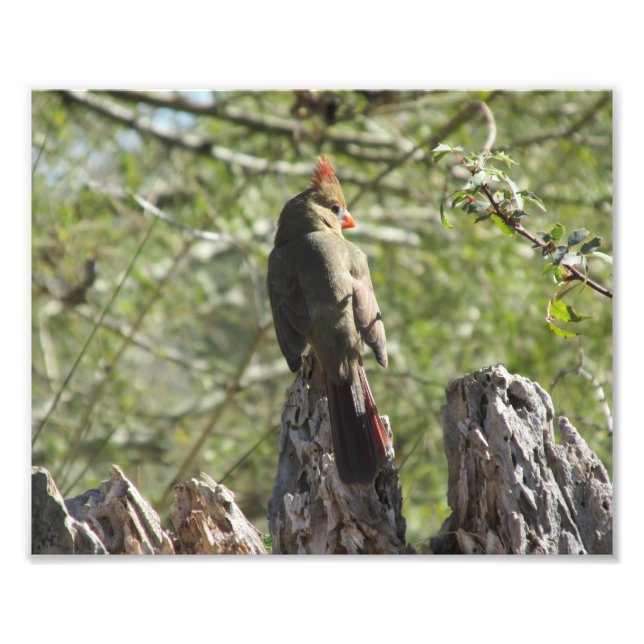Photo Femme Cardinal Nord Imprimer (Devant)