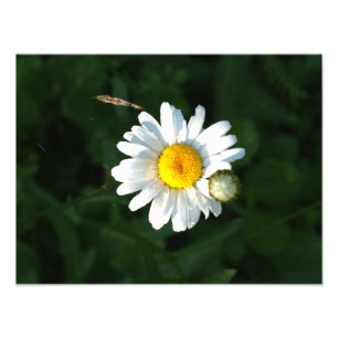 Photo Fleur de marguerite blanche