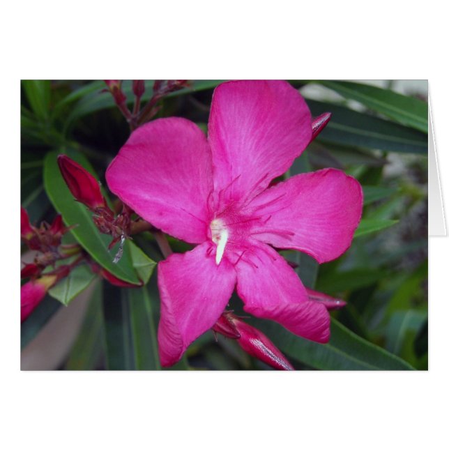 Photo Fucshia Oleander (Devant horizontal)