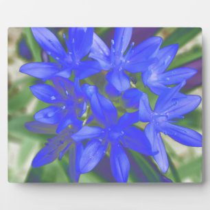 Photo Gloire de la Plaque Bleue Fluorescente Neige