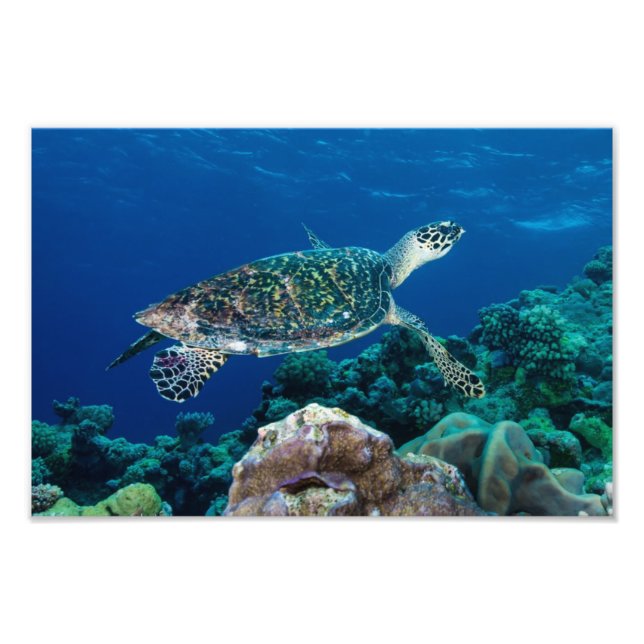 Photo Hawksbill Sea Turtle (Devant)
