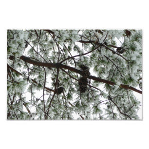Photo hivernale sous le pin couvert de neige