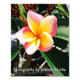 Photo Impression 8x10 - Plumeria rose et jaune