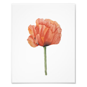 Photo Impression botanique à l'aquarelle de coquelicot r