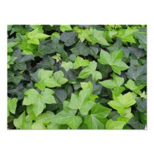 Photo Impression botanique verte Ivy