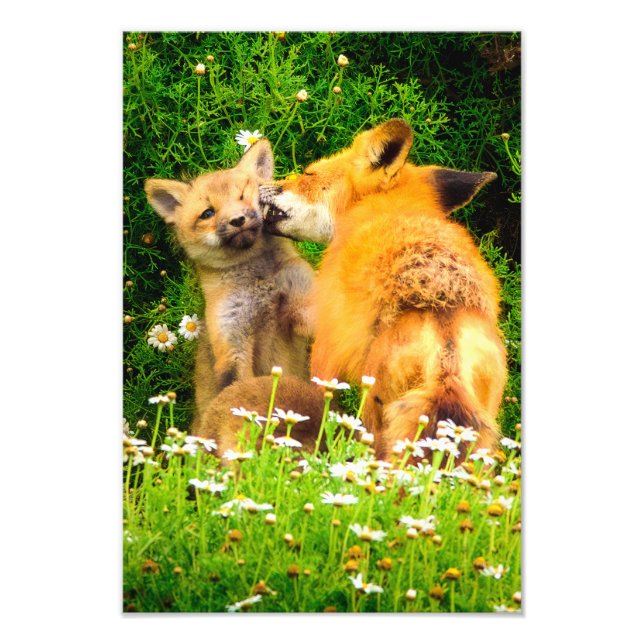 Photo Impression d'art de la faune intitulée Le Baiser d (Devant)