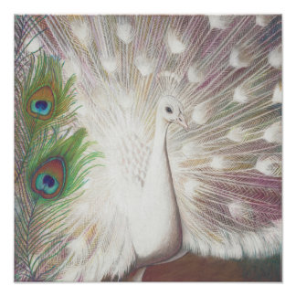 Photo Impression d'art du paon blanc et de la plume de p