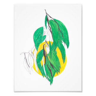 Photo Impression de branche d'eucalyptus