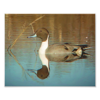 Photo Impression de canard à intail du Nord