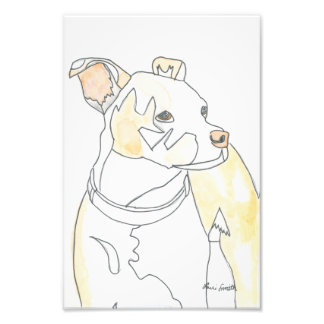 Photo Impression de chiot doré