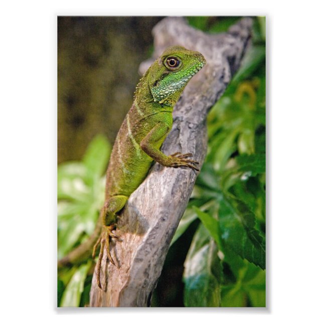 Photo Impression de dragon d'eau chinois (Devant)