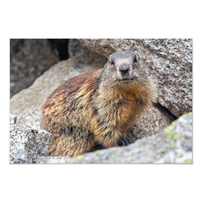 Photo Impression de Marmotte Alpine (Devant)