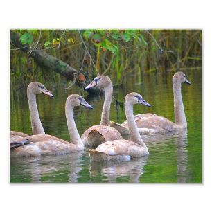 Photo Impression de photos de Swan
