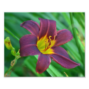 Photo Impression de photos violettes diurnes