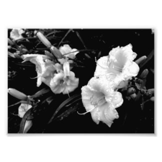 Photo Impression Lillies noir et blanc