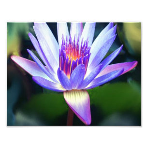 Photo Impression Lotus Flower