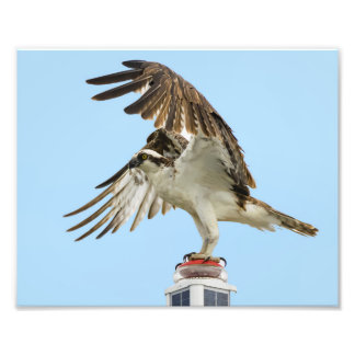 Photo Impression Osprey Unfurled 8x10