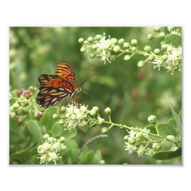 Photo Impression Papillon orange (Devant)