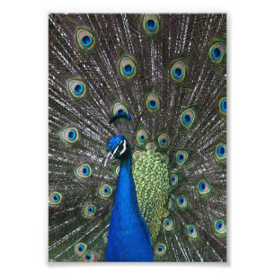 Photo Impression Peacock Peint