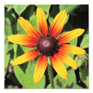 Photo Impression photographique à fleurs Rudbeckia simpl