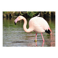 Impression photographique de Flamant rose supérieu