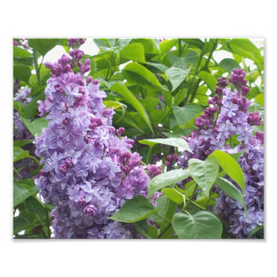 Photo Impression photographique lilas